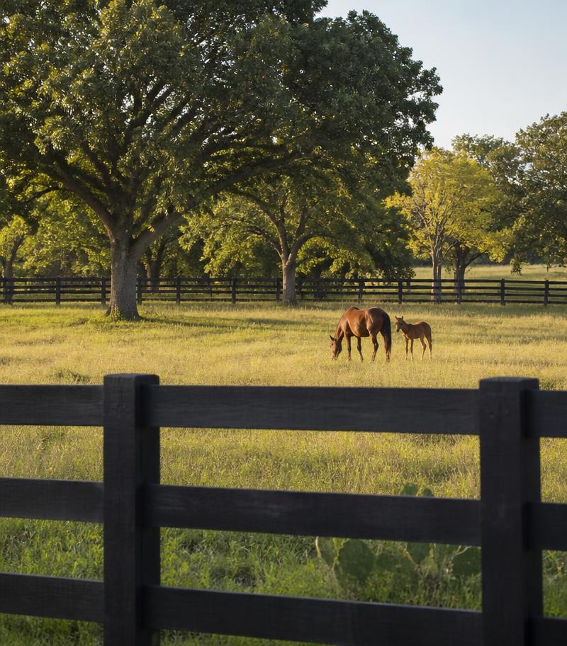 Farm & Ranch Fence built by Horsefly in Victoria, TX